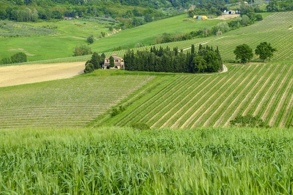 Landschap in de buurt van Montepulciano, Toscane. Het gebied is onderdeel van de — Stockfoto