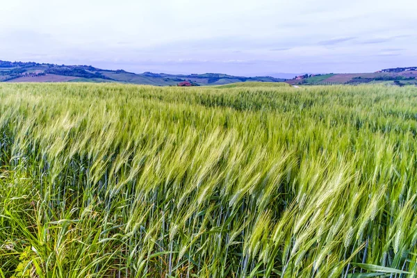 밀밭, Val d'Orcia, 토스카 — 스톡 사진