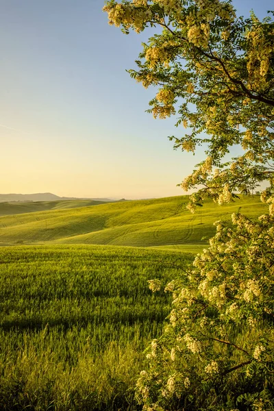 Val d 'Orcia en la provincia italiana de Toscana — Foto de Stock