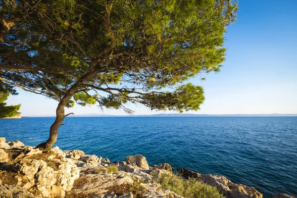 Hırvatistan Makarska Rivera Kentinde Park Suma Sveti Petar — Stok fotoğraf