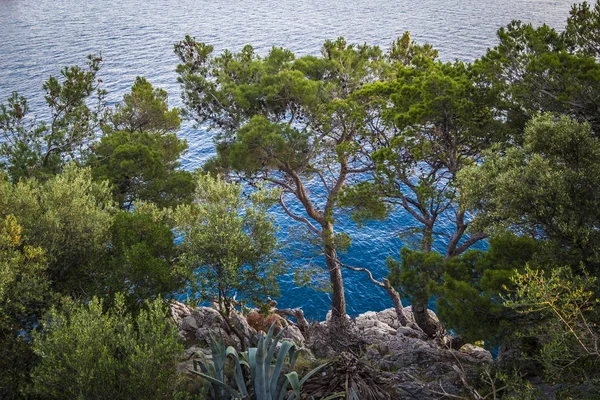 Parque Suma Sveti Petar Makarska Rivera Croácia Europa — Fotografia de Stock