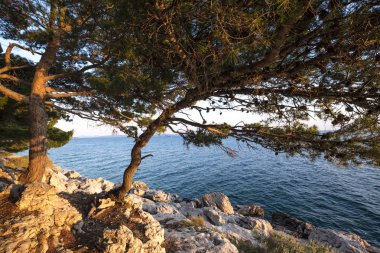 Hırvatistan 'ın Makarska Rivera kentinde Park suma sveti Petar 