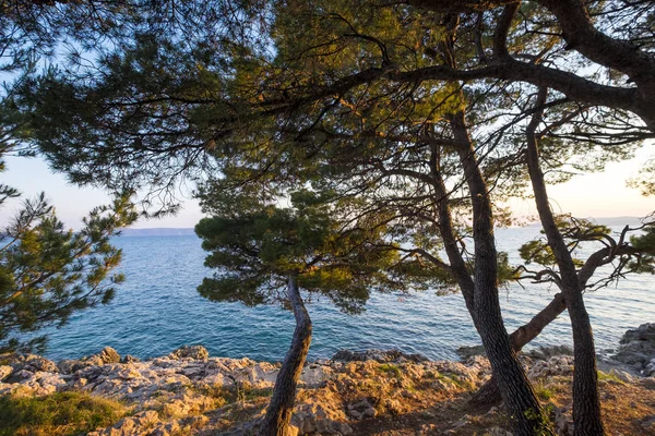 Hırvatistan 'ın Makarska Rivera kentinde Park suma sveti Petar — Stok fotoğraf