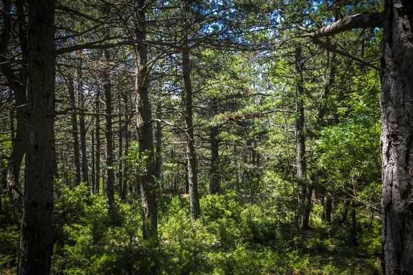 Landscape Biokovo National Park Croatia Europe — Stock Photo, Image