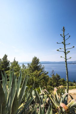 Zlatni Rat Brac Adası Murvica çevresinde peyzaj 