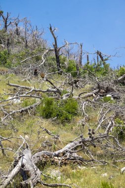 Ormansızlaşma Hırvatistan Avrupa'da Dalmaçya kıyılarında