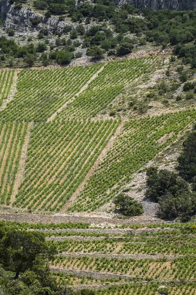 Winnice Regionie Wyspa Brac Eurooe Wybrzeżu Dalmacji Chorwacja — Zdjęcie stockowe