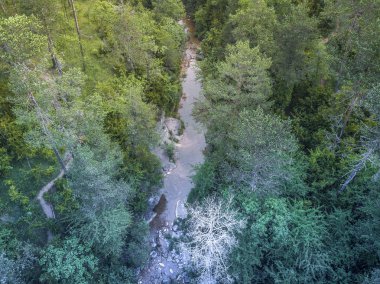 Nehir, orman Katalonya İspanya Avrupa