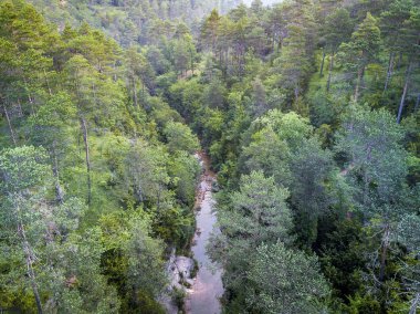 Nehir, orman Katalonya İspanya Avrupa