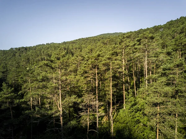 Вид з лісу в Каталонія в Іспанії — стокове фото
