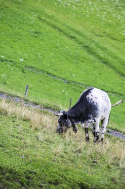 Avusturya Alpleri'nde kırsal