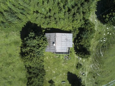 bir orman görünümünde dron