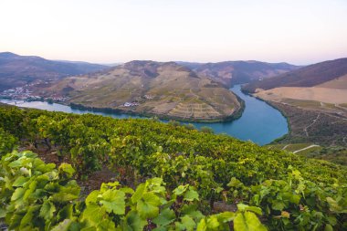 vineyards and the Douro River, Alto Douro Wine Valley clipart