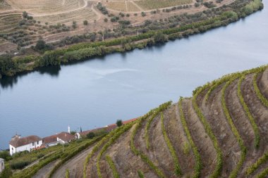 üzüm bağları ve Douro nehir, Alto Douro şarap Vadisi