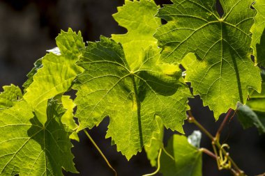 üzüm bağları ve Douro nehir, Alto Douro şarap Vadisi