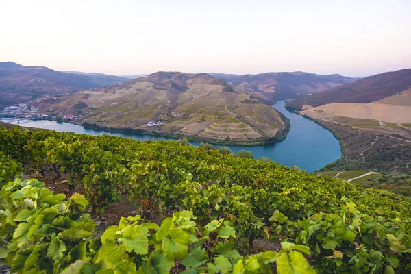 Vinhas Rio Douro Vale Vinho Alto Douro — Fotografia de Stock