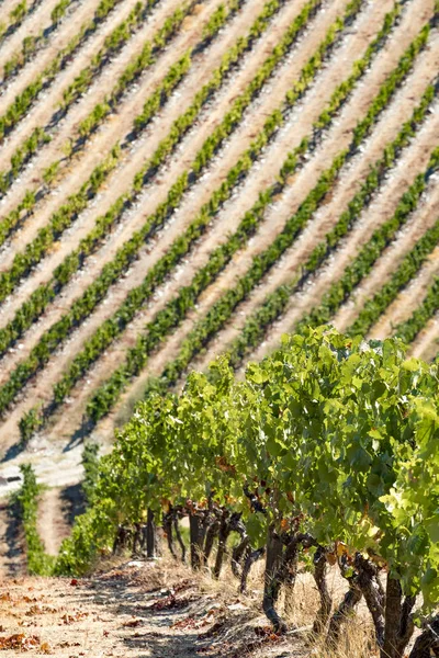 Vineyards and the Douro River, Alto Douro Wine Valley — Stock Photo, Image