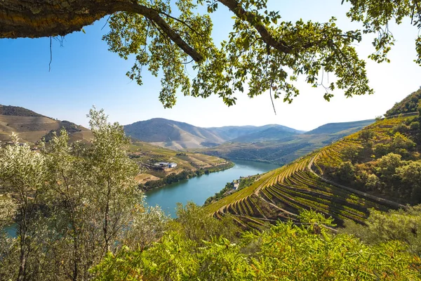 üzüm bağları ve Douro nehir, Alto Douro şarap Vadisi