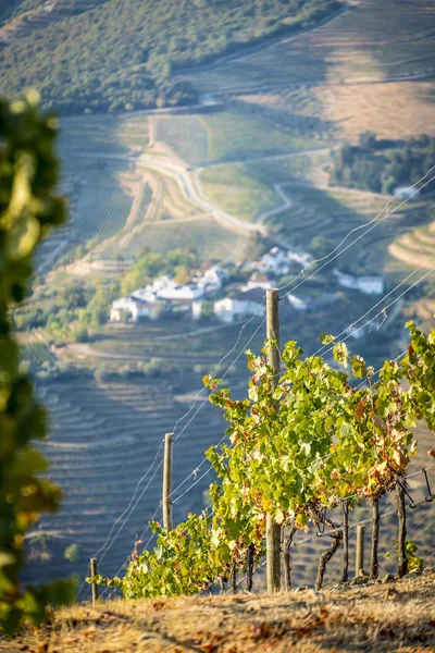 Üzüm bağları ve Douro nehir, Alto Douro şarap Vadisi — Stok fotoğraf
