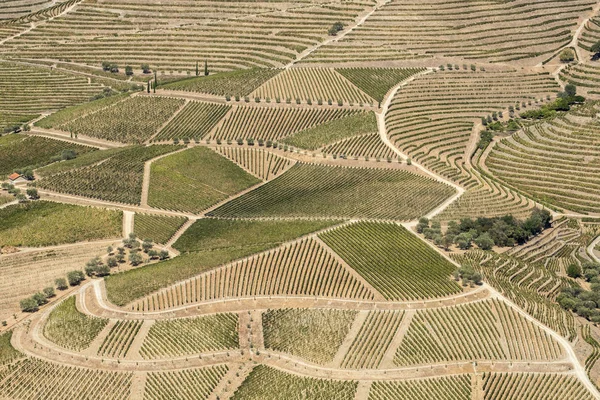 Vinhas e do Rio Douro, Vale do Vinho do Alto Douro Imagens De Bancos De Imagens Sem Royalties