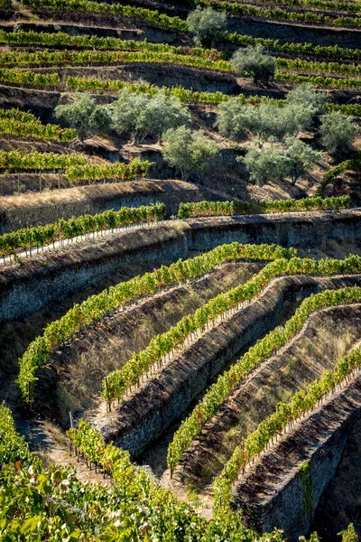 Виноградники і річки Дору, Альто долині Дору вина Стокове Фото