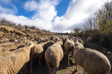 İspanya Soria il rotasında Transhumant