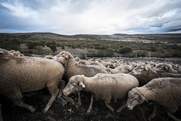 Ovelhas no campo de Soria, na Espanha — Fotografia de Stock