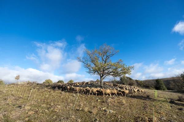 Rota transumante na província de Soria, na Espanha — Fotografia de Stock