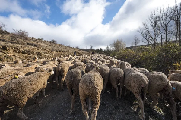 Rota transumante na província de Soria, na Espanha — Fotografia de Stock