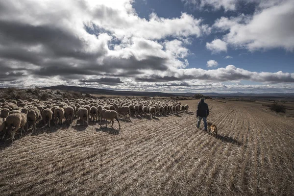 Rota transumante na província de Soria, na Espanha — Fotografia de Stock