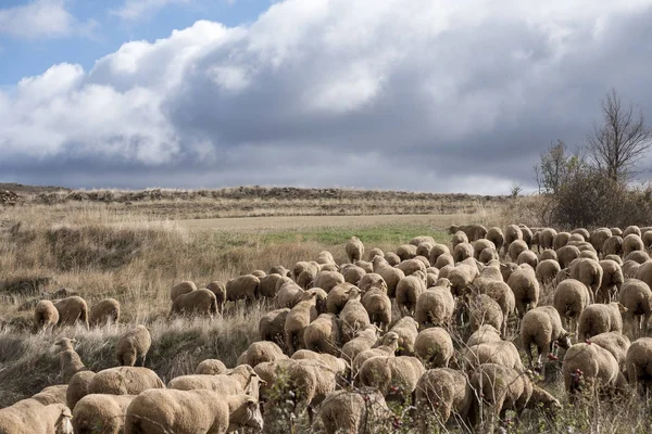 Rota transumante na província de Soria, na Espanha — Fotografia de Stock