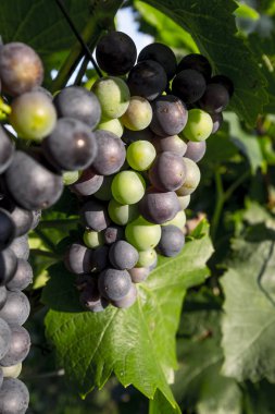 Ren Nehri bir asma üzerinde büyüyen üzüm 