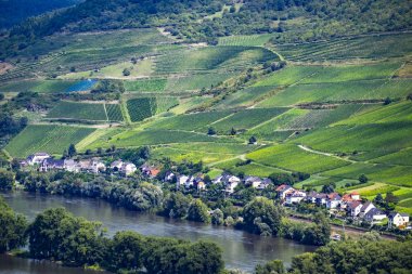 Ren Nehri üzerinde üzüm bağları