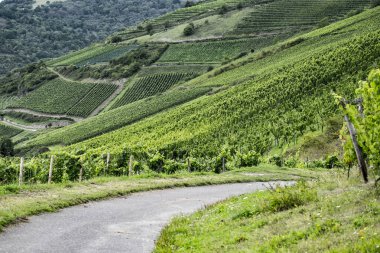 Ren Nehri üzerinde üzüm bağları