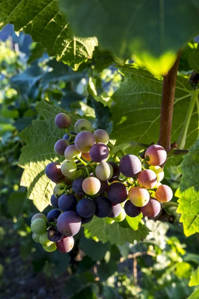 Uvas que crecen en una vid en el río Rin — Foto de Stock
