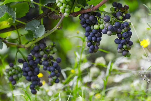 Viñedos en el río Rin — Foto de Stock