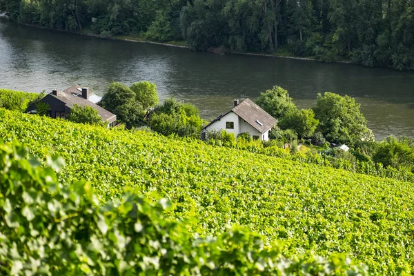 Vineyards on the Rhine river — Stock Photo, Image