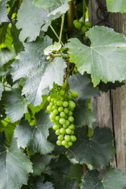 Ren Nehri üzerinde üzüm bağları