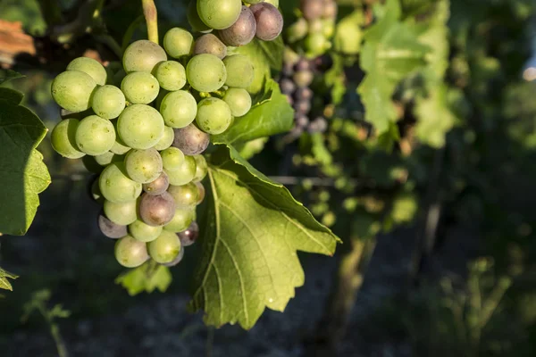 Viñedos en el río Rin — Foto de Stock