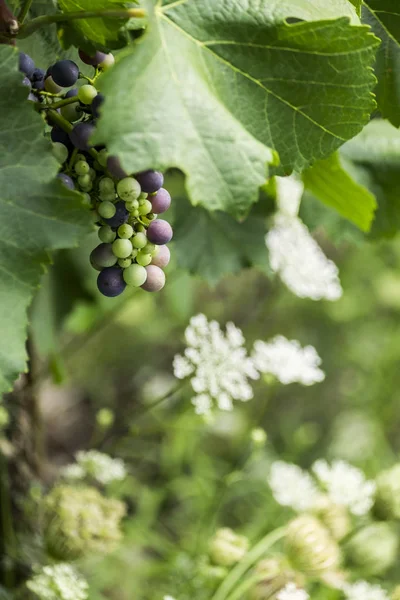 Vigneti sul Reno — Foto Stock