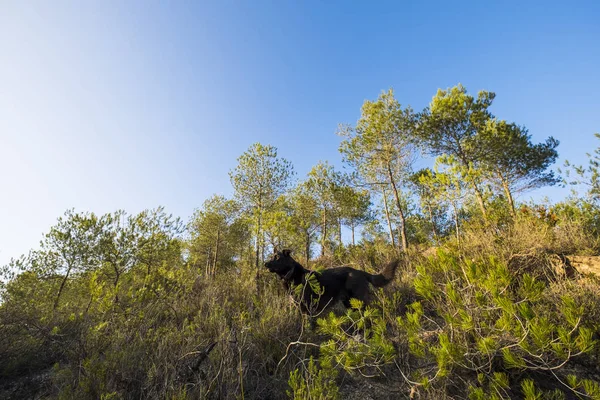 Natural Park of Garraf — Stock Photo, Image