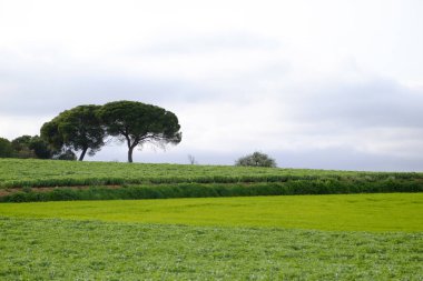 Greenfield ve Katalonya İspanya Barcelona Eyaleti'nde Mollet del Valles hill