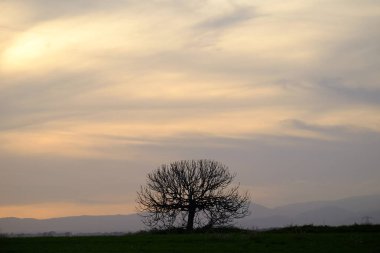 Katalonya İspanya Barcelona Eyaleti'nde Mollet del Valles günbatımında ağacında silhoouette