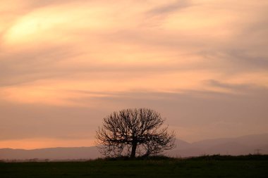 Katalonya İspanya Barcelona Eyaleti'nde Mollet del Valles günbatımında ağacında siluet
