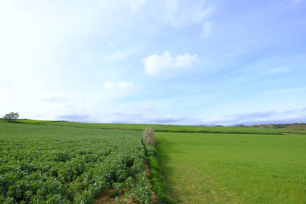 Campo Verde Mollet Del Valles Província Barcelona Catalunha Espanha — Fotografia de Stock