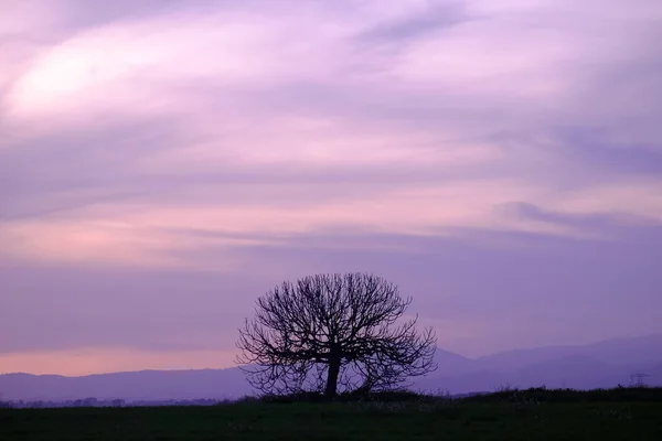 カタルーニャ スペイン バルセロナ州モレ バレスの夕日の木のシルエット — ストック写真