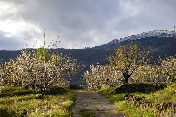 Landsbygden Road Valle Del Jerte Dalen Extremadura Spanien — Stockfoto