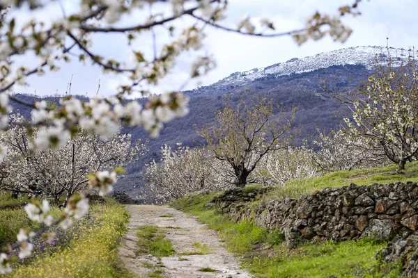 Деревенская Дорога Долине Valle Del Jerte Эстремадуре Испании — стоковое фото