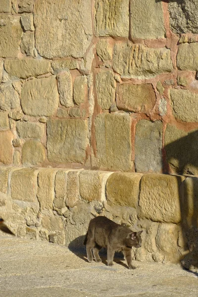 Kotów w Hiszpanii — Zdjęcie stockowe