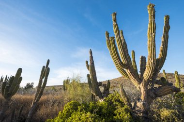 Çöl manzara Meksika